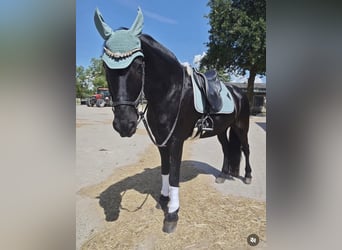 Fries paard, Ruin, 13 Jaar, 167 cm, Zwart