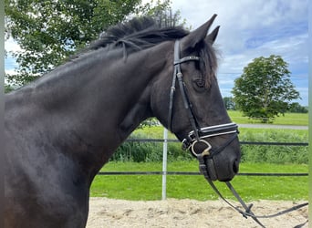 Fries paard, Ruin, 13 Jaar, 168 cm, Zwart