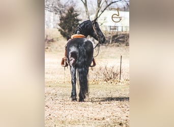 Fries paard, Ruin, 13 Jaar, Bruin