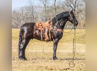 Fries paard, Ruin, 13 Jaar, Bruin