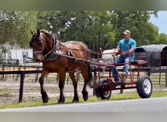 Fries paard, Ruin, 13 Jaar, Donkerbruin