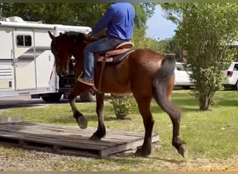 Fries paard, Ruin, 13 Jaar, Donkerbruin