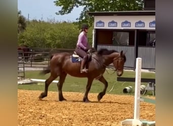 Fries paard, Ruin, 13 Jaar, Donkerbruin