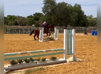 Fries paard, Ruin, 13 Jaar, Donkerbruin