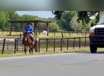 Fries paard, Ruin, 13 Jaar, Donkerbruin