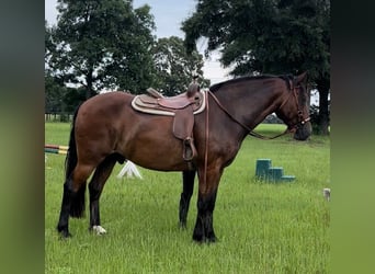 Fries paard, Ruin, 13 Jaar, Roodbruin