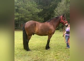 Fries paard, Ruin, 13 Jaar, Roodbruin