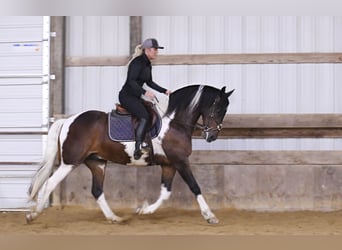 Fries paard, Ruin, 13 Jaar, Tobiano-alle-kleuren