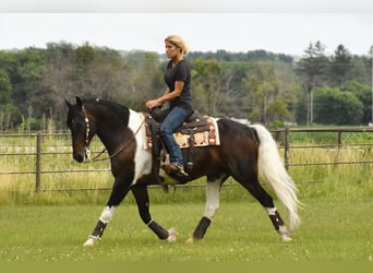 Fries paard, Ruin, 13 Jaar, Tobiano-alle-kleuren