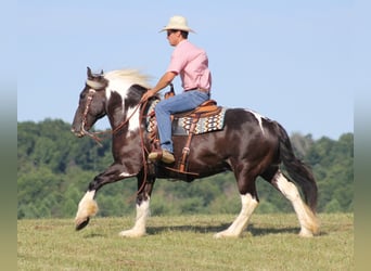 Fries paard, Ruin, 14 Jaar, 152 cm, Tobiano-alle-kleuren