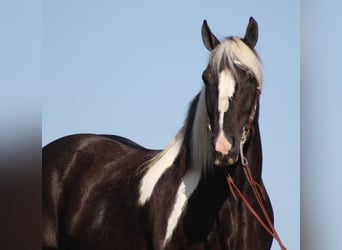 Fries paard, Ruin, 14 Jaar, 152 cm, Tobiano-alle-kleuren