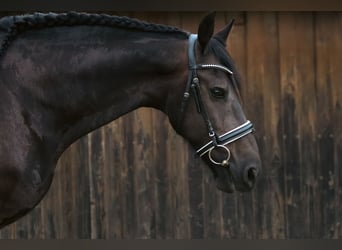 Fries paard, Ruin, 14 Jaar, 167 cm, Zwart