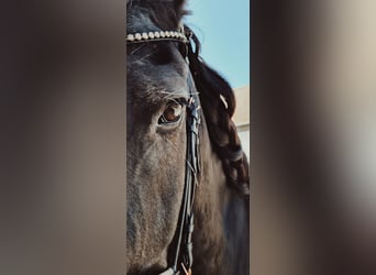 Fries paard, Ruin, 15 Jaar, 155 cm, Zwart