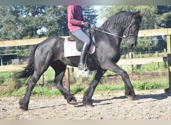 Fries paard, Ruin, 15 Jaar, 162 cm, Zwart