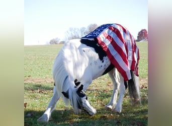 Fries paard Mix, Ruin, 15 Jaar, 163 cm