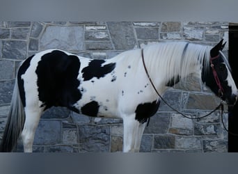 Fries paard Mix, Ruin, 15 Jaar, 163 cm