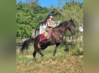 Fries paard, Ruin, 16 Jaar, 156 cm, Zwart