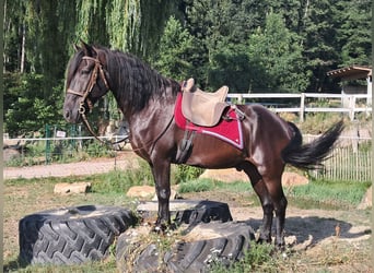 Fries paard, Ruin, 16 Jaar, 156 cm, Zwart