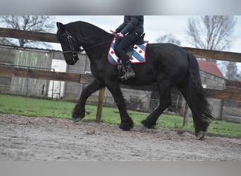 Fries paard, Ruin, 16 Jaar, 160 cm, Zwart