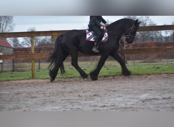 Fries paard, Ruin, 16 Jaar, 160 cm, Zwart