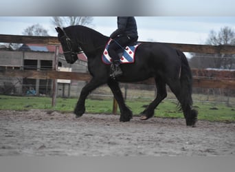 Fries paard, Ruin, 16 Jaar, 160 cm, Zwart