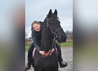 Fries paard, Ruin, 16 Jaar, 160 cm, Zwart