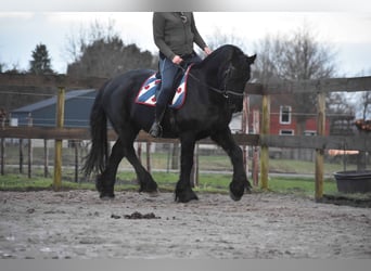 Fries paard, Ruin, 16 Jaar, 160 cm, Zwart