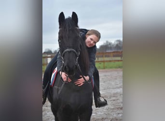 Fries paard, Ruin, 16 Jaar, 160 cm, Zwart