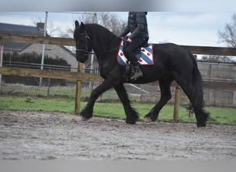 Fries paard, Ruin, 16 Jaar, 160 cm, Zwart