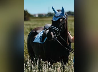 Fries paard Mix, Ruin, 16 Jaar, 165 cm, Zwart