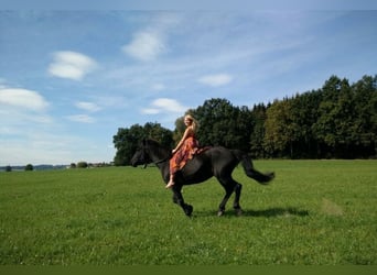 Fries paard Mix, Ruin, 17 Jaar, 155 cm, Zwartbruin