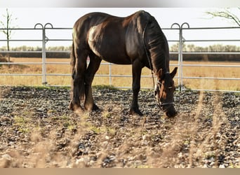 Fries paard, Ruin, 17 Jaar, 168 cm, Zwart