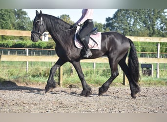 Fries paard, Ruin, 17 Jaar, 169 cm, Zwart