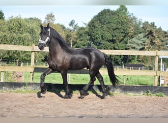 Fries paard, Ruin, 17 Jaar, 169 cm, Zwart