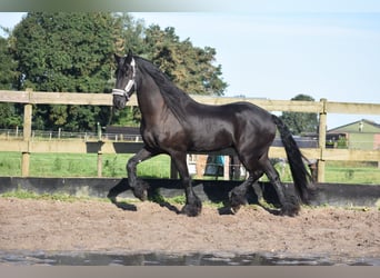 Fries paard, Ruin, 17 Jaar, 169 cm, Zwart