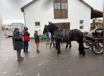 Fries paard, Ruin, 17 Jaar, 170 cm, Zwart