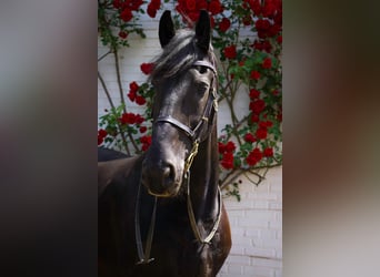Fries paard, Ruin, 18 Jaar, 168 cm, Zwart