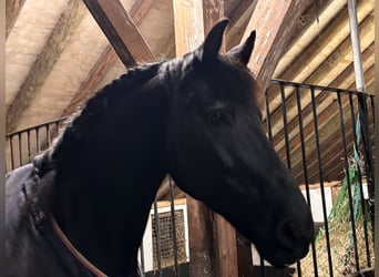 Fries paard, Ruin, 19 Jaar, 168 cm, Zwart