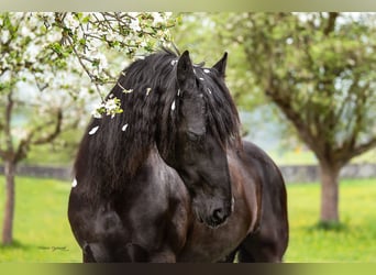 Fries paard, Ruin, 20 Jaar, 162 cm, Zwart