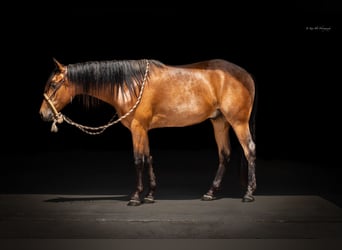 Fries paard Mix, Ruin, 2 Jaar, 135 cm, Buckskin