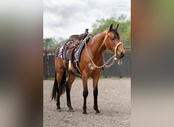 Fries paard Mix, Ruin, 2 Jaar, 135 cm, Buckskin