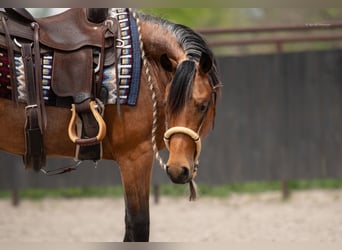 Fries paard Mix, Ruin, 2 Jaar, 135 cm, Buckskin