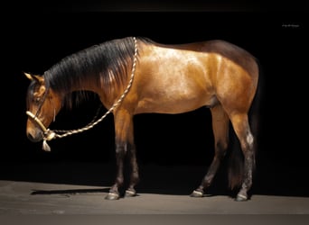 Fries paard Mix, Ruin, 2 Jaar, 135 cm, Buckskin