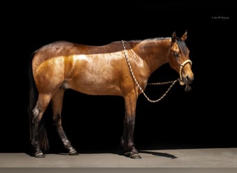 Fries paard Mix, Ruin, 2 Jaar, 135 cm, Buckskin