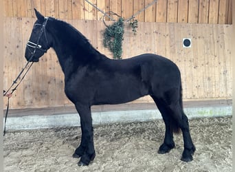 Fries paard, Ruin, 2 Jaar, 164 cm, Zwart