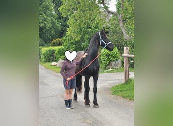 Fries paard, Ruin, 2 Jaar, 165 cm, Zwart