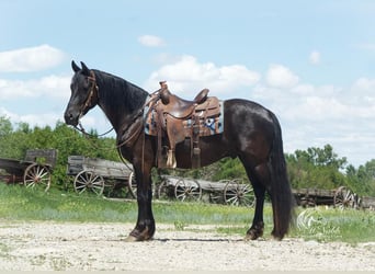 Fries paard, Ruin, 3 Jaar, 150 cm, Zwart