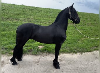 Fries paard, Ruin, 3 Jaar, 158 cm, Zwart