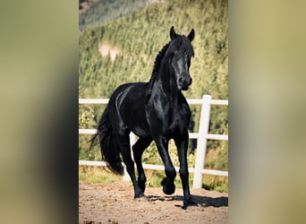 Fries paard, Ruin, 3 Jaar, 162 cm, Zwart