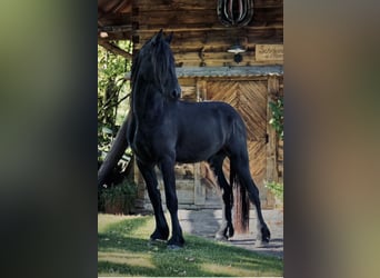 Fries paard, Ruin, 3 Jaar, 162 cm, Zwart